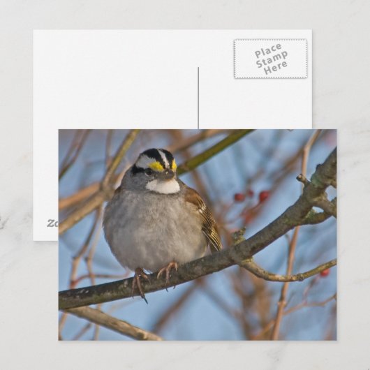 Wintermest-Briefkaart Briefkaart (Voorkant / Achterkant)