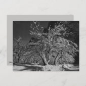 Winternachttijd Briefkaart (Voorkant / Achterkant)