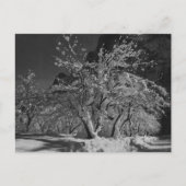 Winternachttijd Briefkaart (Voorkant)