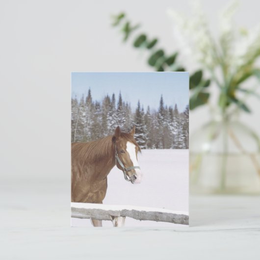 Winterpaard Briefkaart (Staand voorkant)