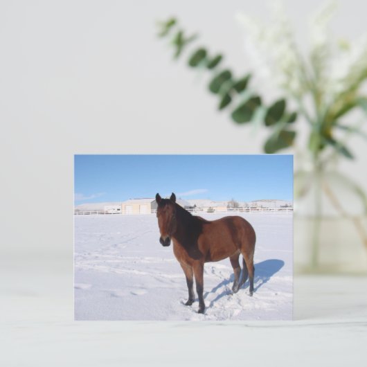 Winterpaard Briefkaart (Staand voorkant)