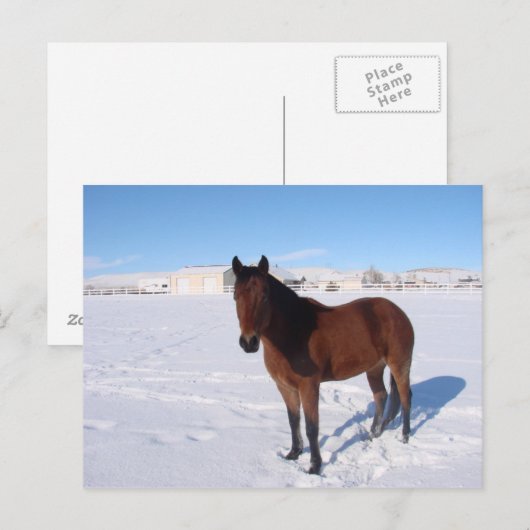 Winterpaard Briefkaart (Voorkant / Achterkant)