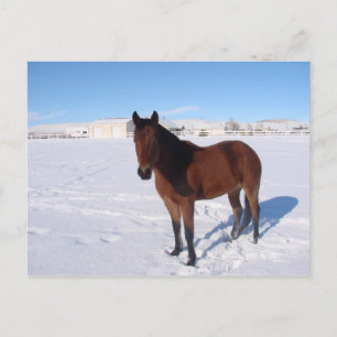 Winterpaard Briefkaart