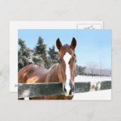 Winterpaard Briefkaart (Voorkant / Achterkant)