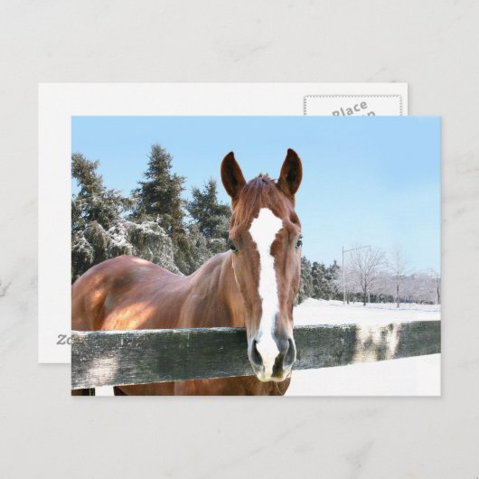 Winterpaard Briefkaart (Voorkant / Achterkant)