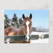 Winterpaard Briefkaart (Voorkant)