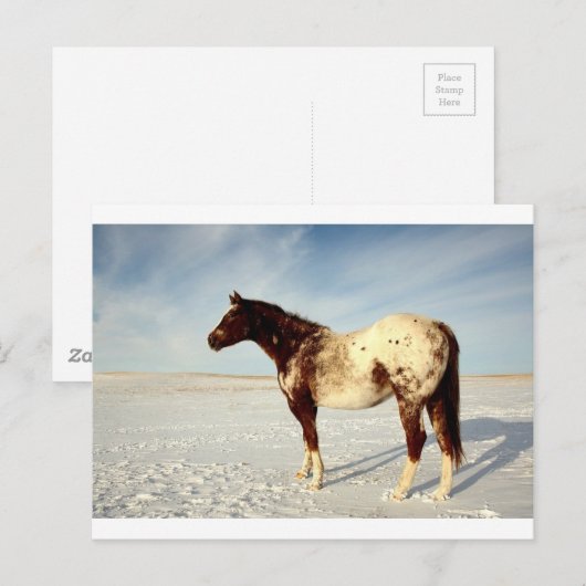Winterpaard Briefkaart (Voorkant / Achterkant)