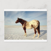 Winterpaard Briefkaart (Voorkant)