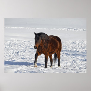 Winterpaard "Jaar van de paarden" Paardenfoto2 Poster