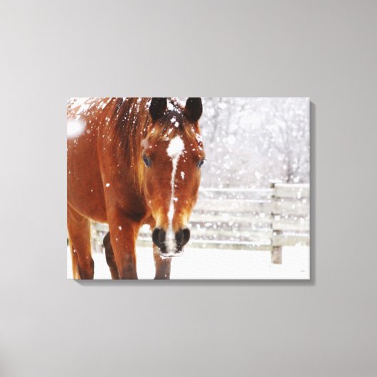 Winterpaard Kerstmis Canvas Afdruk (Voorkant)