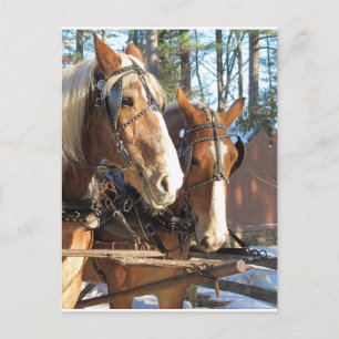 Winterpaarden Sturbridge Village Massachusetts Briefkaart