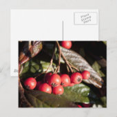 winterrode bessen, evergroene struik, groen, 浆 果 briefkaart (Voorkant / Achterkant)