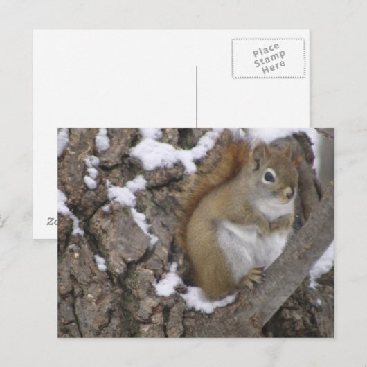 Winterrode eekhoorn briefkaart (Voorkant / Achterkant)