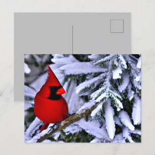 Winterrode kardinaal briefkaart
