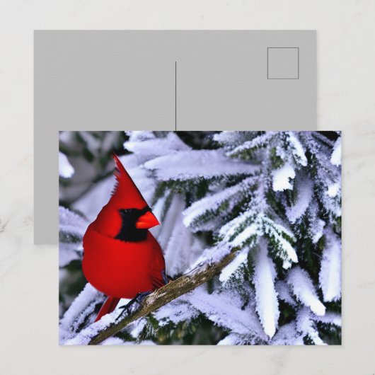 Winterrode kardinaal briefkaart (Voorkant / Achterkant)