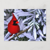 Winterrode kardinaal briefkaart (Voorkant)
