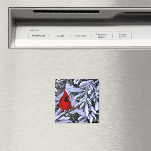 Winterrode kardinaal magneet (Insitu (Vaatwasser))