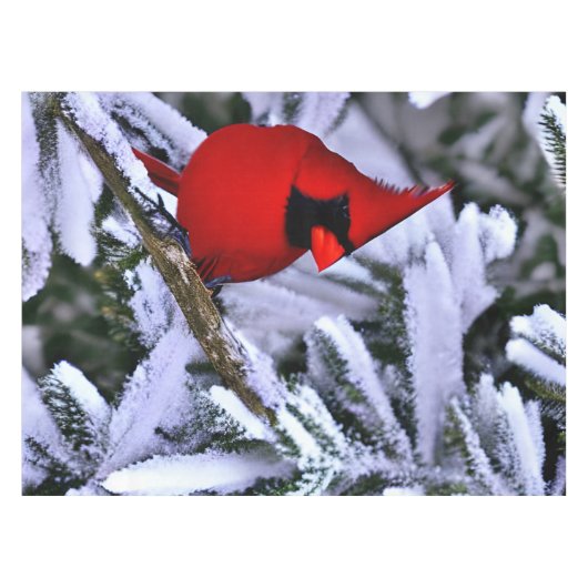 Winterrode kardinaal tafelkleed (Voorkant (Horizontaal))