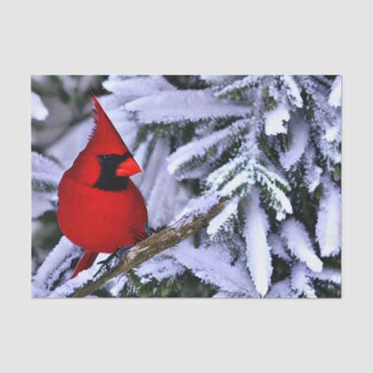 Winterrode kardinaal tissuepapier (Voorkant)