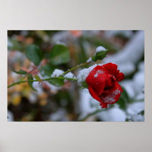 WinterRoos Poster