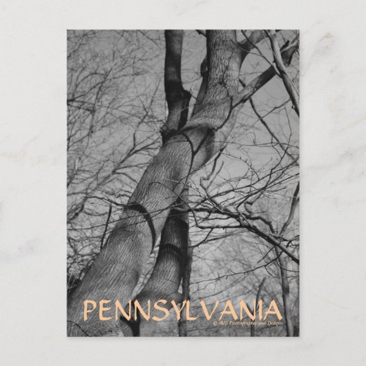 Winters Bite over het Briefkaart van Trees Bark Pe (Voorkant)