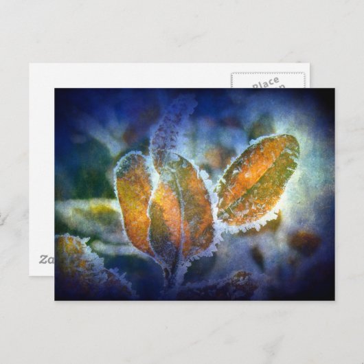 Winter's Chill Briefkaart (Voorkant / Achterkant)