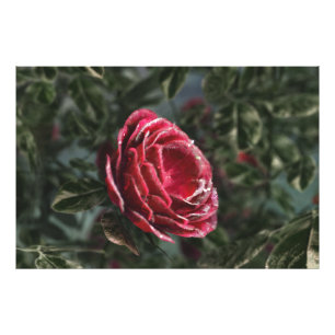 Winter's Parting Gift Photo Print Foto Afdruk