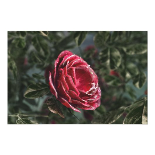 Winter's Parting Gift Photo Print Foto Afdruk (Voorkant)