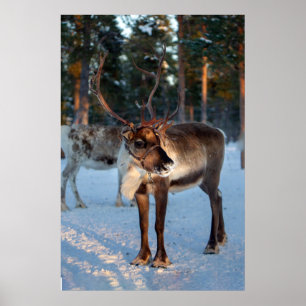 Winters rendier sneeuwende berg mooie landschap poster
