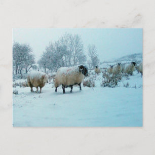 Winters Schapen Platteland Landschap Besneeuwd Boe Briefkaart