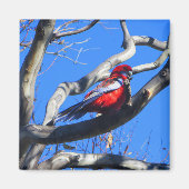 Winterse Natuur in Canberra Magneet (Voorkant)