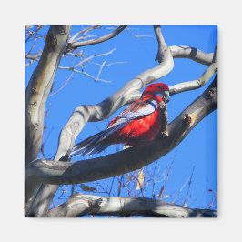 Winterse Natuur in Canberra Magneet