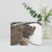 Wintersneeuw Cougar (Puma Concolor) Fotografie Briefkaart (Staand voorkant)