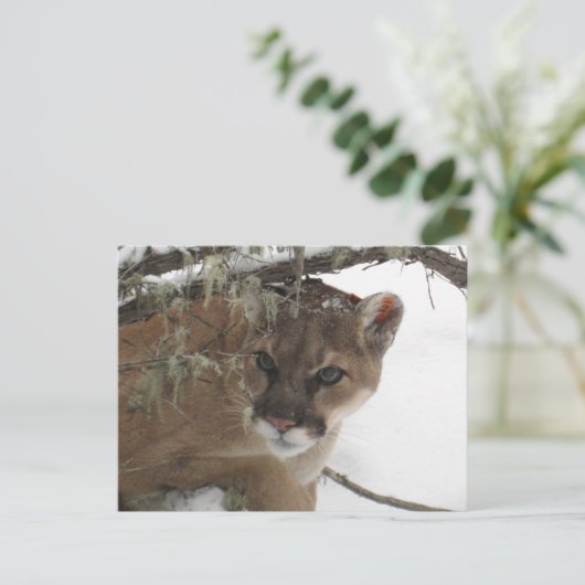Wintersneeuw Cougar (Puma Concolor) Fotografie Briefkaart (Staand voorkant)