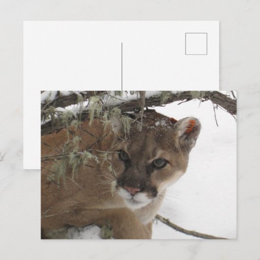 Wintersneeuw Cougar (Puma Concolor) Fotografie Briefkaart (Voorkant / Achterkant)