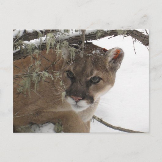 Wintersneeuw Cougar (Puma Concolor) Fotografie Briefkaart (Voorkant)