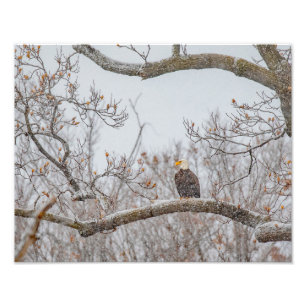 Wintersneeuw met adelaar foto afdruk