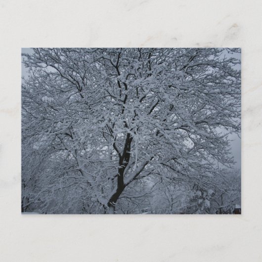 Wintersneeuw op een boom briefkaart (Voorkant)