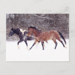 Wintersneeuwpaarden in Barn Briefkaart