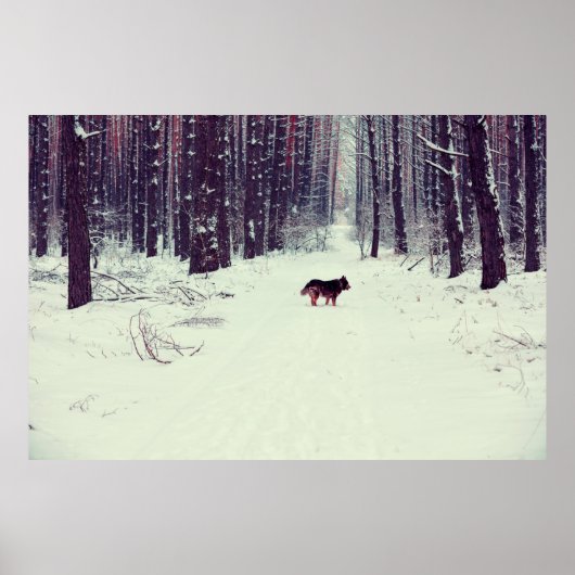 Wintersnowy dennenbos, hond die in het bos loopt poster (Voorkant)