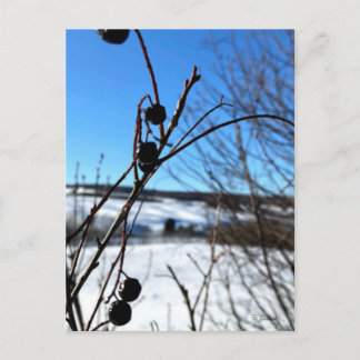 Winterspostkaart Baies d'hiver Briefkaart