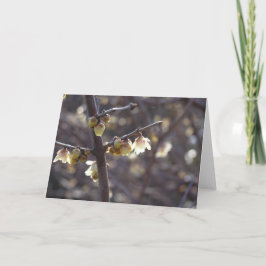 Wintersweet (Chimonanthus praecox) kaart