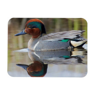 Wintertaling Magneet