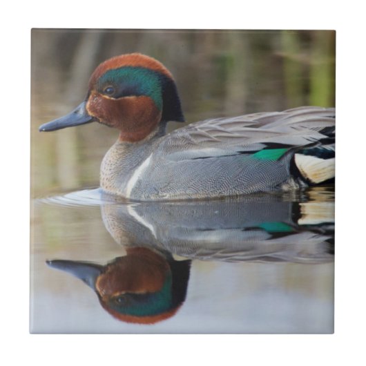 Wintertaling Tegeltje (Voorkant)