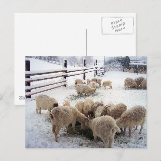Wintertijd voor geiten briefkaart (Voorkant / Achterkant)