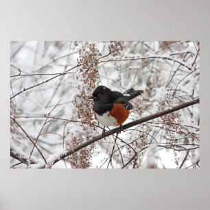 Wintervogel in de sneeuw poster
