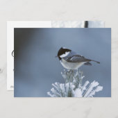 Wintervogel op bevroren dennentak feestdagenkaart (Voorkant / Achterkant)