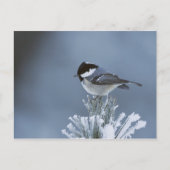 Wintervogel op bevroren dennentak feestdagenkaart (Voorkant)