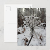 Wintervorst op planten in het bos briefkaart (Voorkant / Achterkant)