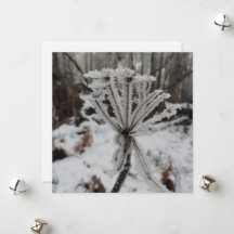 Wintervorst op planten in het bos